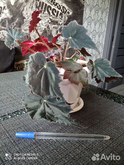 Традесканция, сциндапсус, аглаонема, бегония