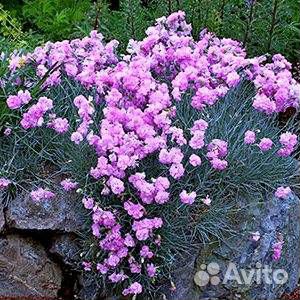 Почвопокровные многолетники