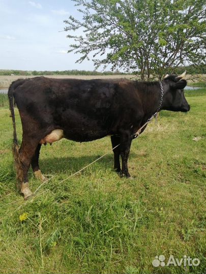 Корова дойная