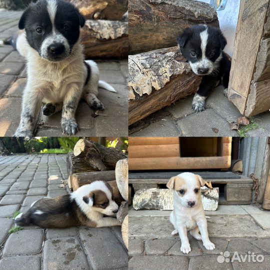 Щенки бесплатно