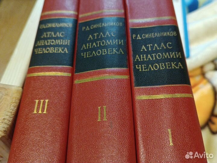 Атлас, анатомия человека