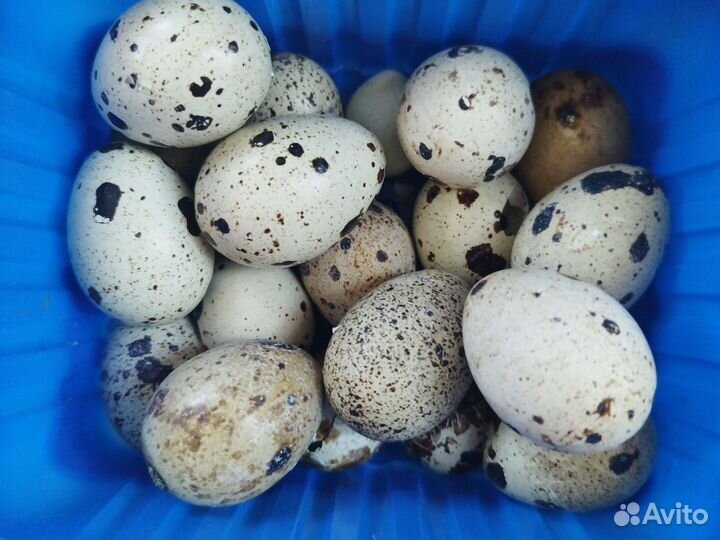 Яйца перепелиные инкубационное