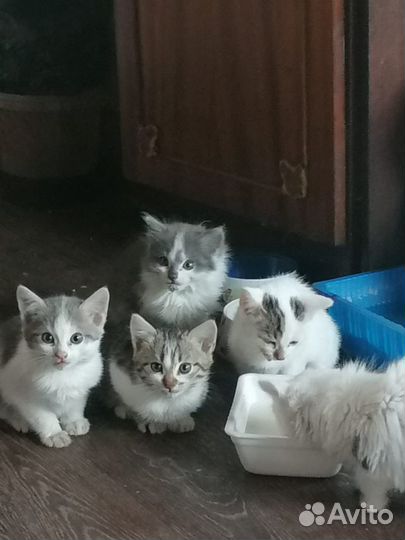 Отдам мышеловов котят в хорошие руки