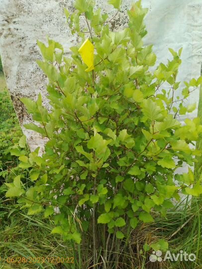 Саженцы боярышника 110-130см живая изгородь