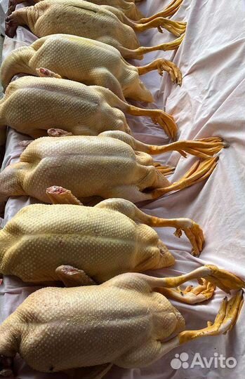 Утка домашняя мясо