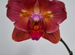 Орхидея фаленопсис бабочка Chialin rainbow peloric