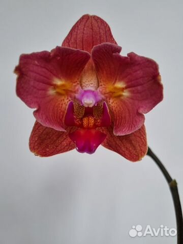 Орхидея фаленопсис бабочка Chialin rainbow peloric