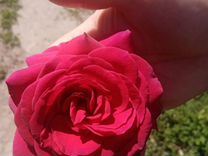 Английские розы шраб