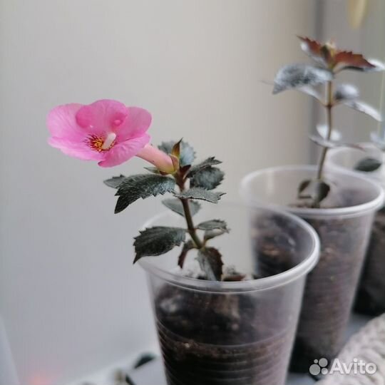 Ахименес, цветы комнатные розовые