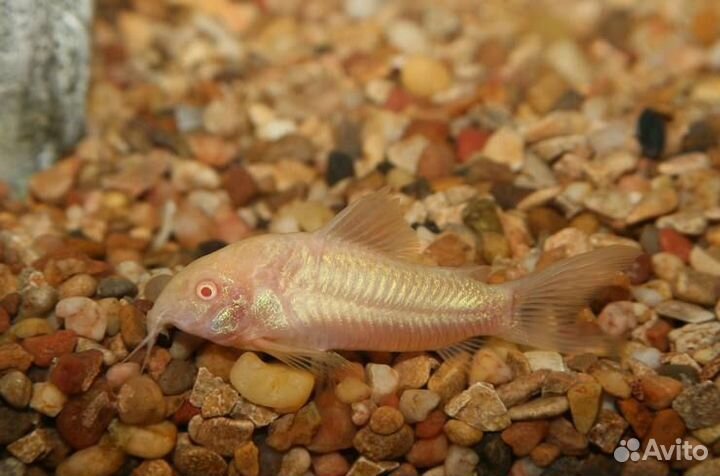 Аквариумные рыбки сомики коридорасы, моллинезии