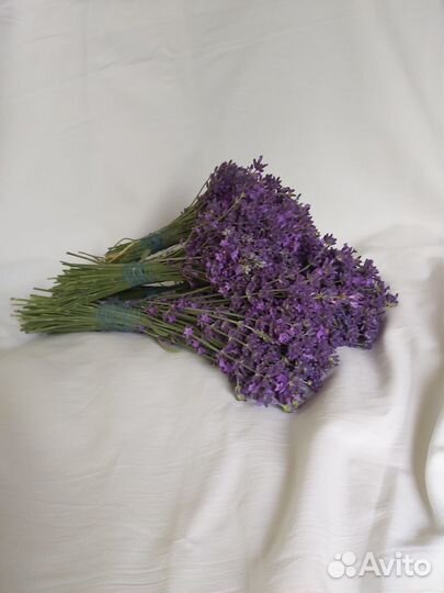 Лаванда узколистная рассада