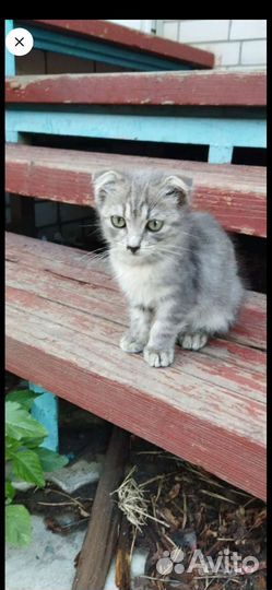 Котенок вислоухий в добрые руки