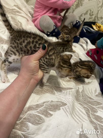 Бенгальская