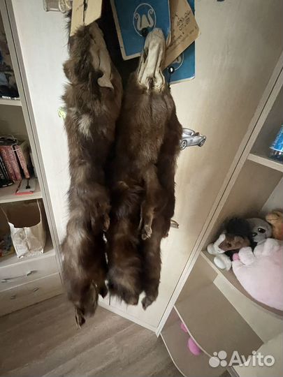 Шкуры соболя