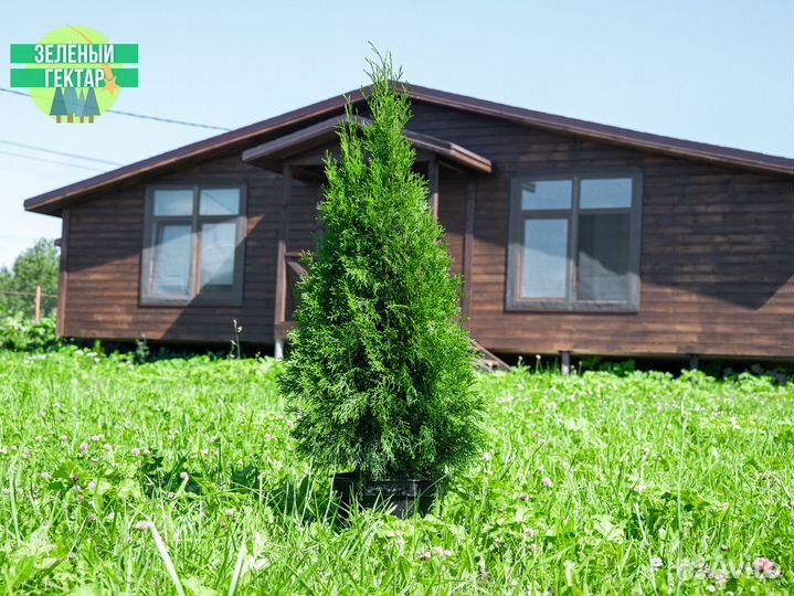 Туи свежая копка 2023