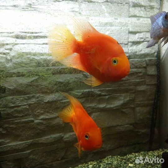 Рыбы взрослые