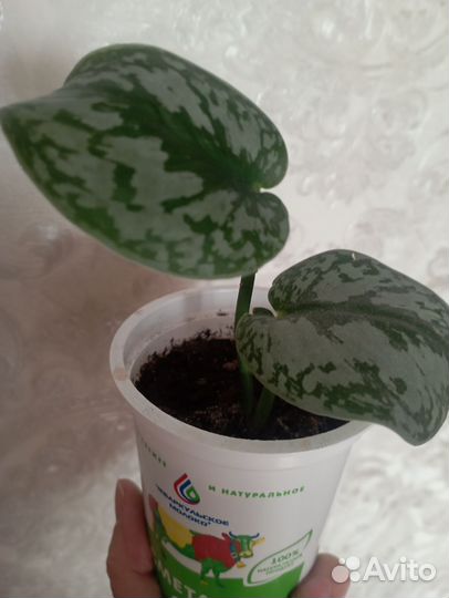 Сциндапсус Экзотика