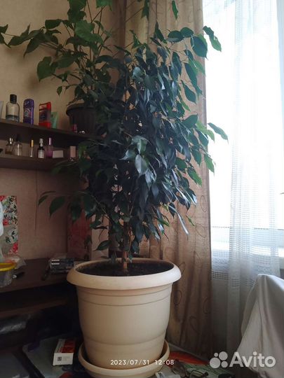 Фикус бенджамина