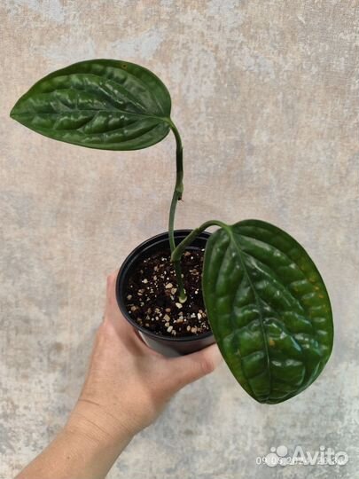 Сциндапсус пиктус треби и монстера перу