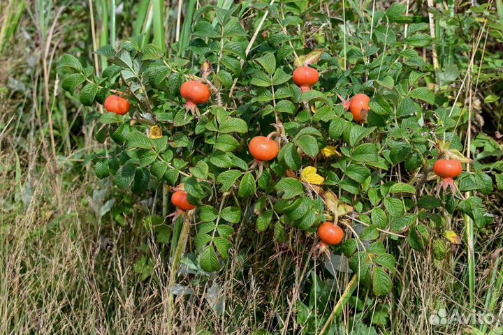 Роза ругоза, шиповник, зимостойкая, семена