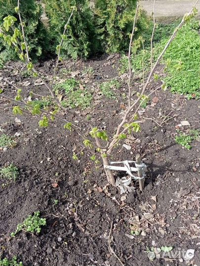 Черенки лесного ореха, фундука