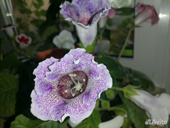 Листочки глоксиний, разные цвета