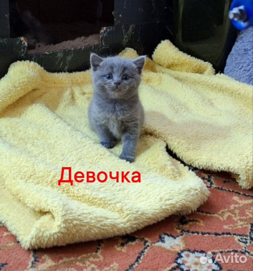 Британские котята