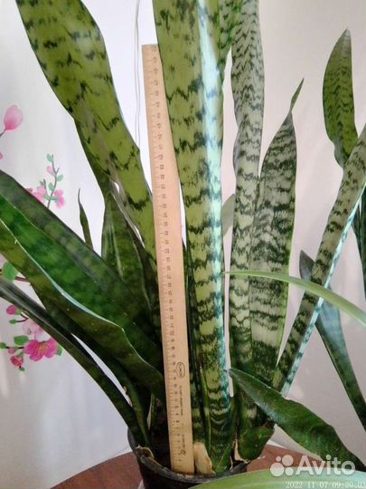Сансевиерия щучий хвост