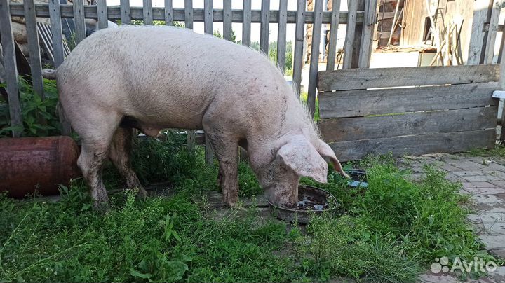 Хряк на племя