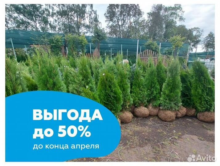 Туя смарагд оптом