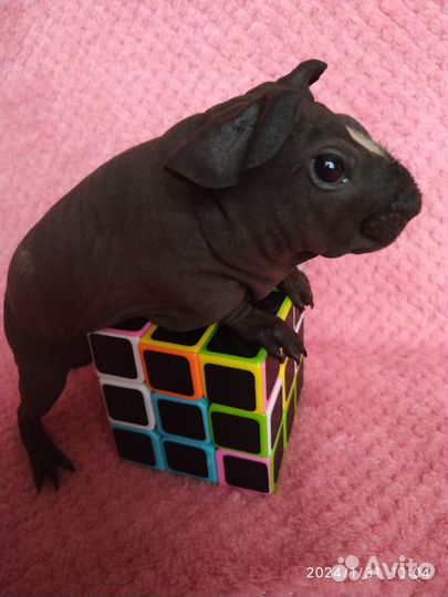 Морские свинки Тедди. Малютки