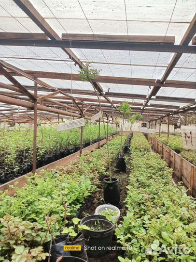 Саженцы роз оптом