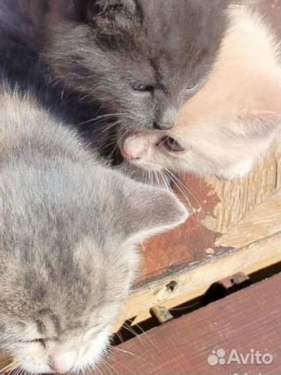 Котята в добрые руки даром