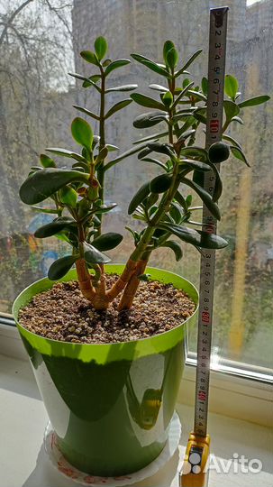 Денежное дерево-толстянка(красулла)