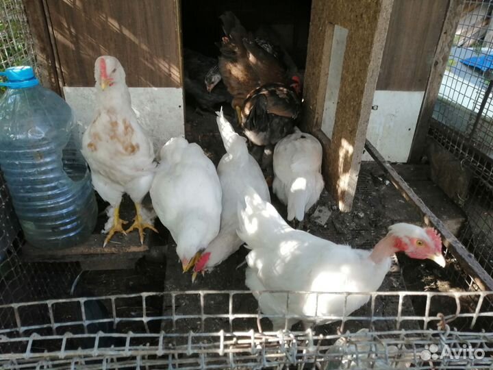 Молодые петушки