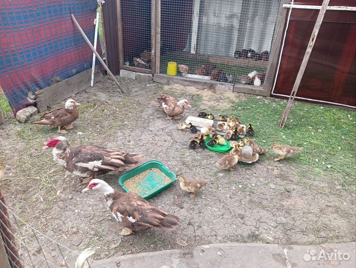 Селезень индоутки, семья