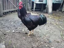 Цыплята Род-Айленд