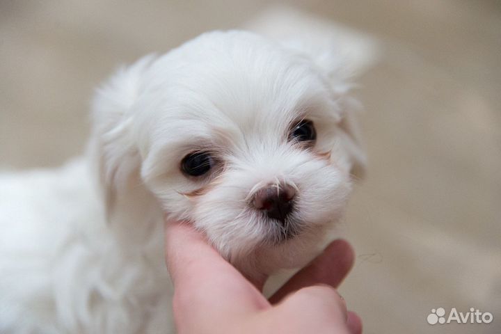 Щенки мальтезе