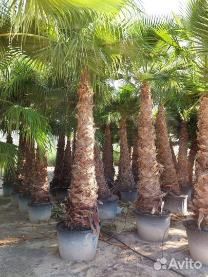Пальма Вашингтония опт