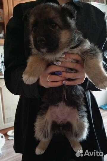 Отдам бесплатно в добрые руки