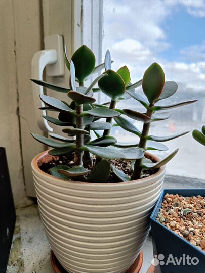 Крассула Маруба