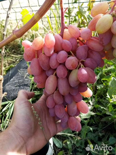 Саженцы, черенки винограда