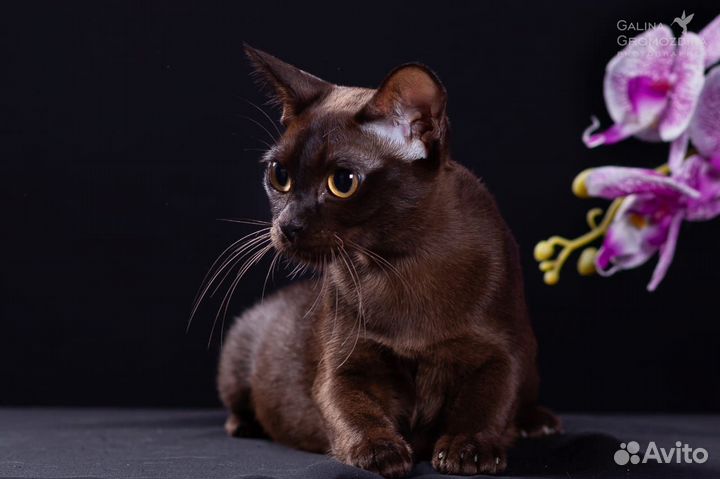 Котята Европейской Бурмы