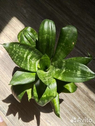 Комнатные растения, цветы