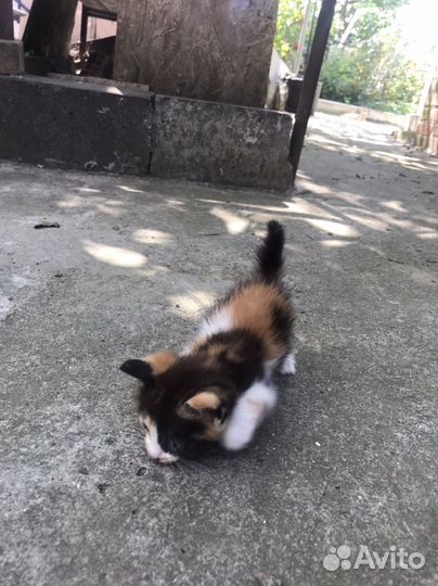 Трехцветный котенок