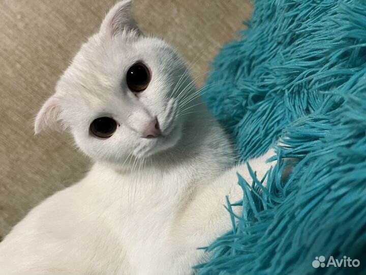 Вислоухая кошка