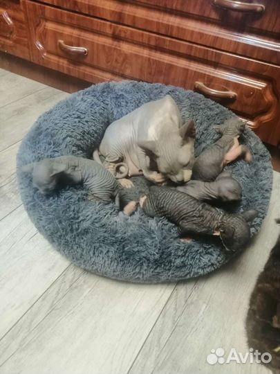 Канадский сфинкс