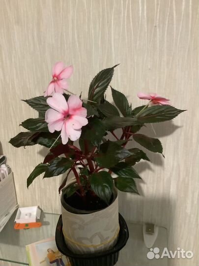 Бальзамин новогвинейский