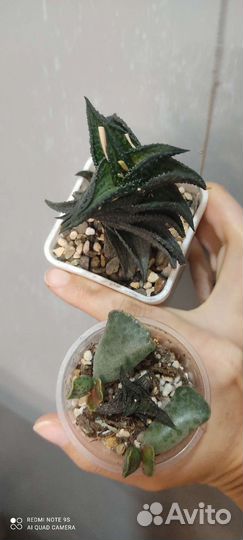 Детки сортовых хавортий