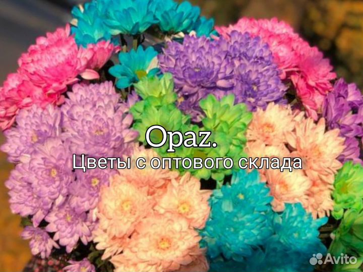 Хризантема кустовая крашеная